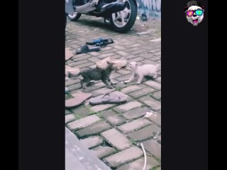 these animals are a urogan of funny emotions and great moods brew a teaspoon and drove | @videfunny