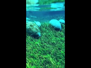 video from pro humor / bayan | @videfunny