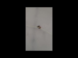 video by is overheard a great ustyug