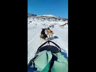 now you know how riding dogs are on