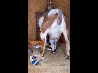 how the goat farm with an automatic milking system works | @videfunny